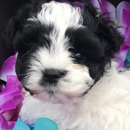 Miniature Schnauzers from Leaning P Miniature Schnauzers