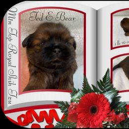 Shih Tzu Puppies from Mtn Top Royal Shih Tzu