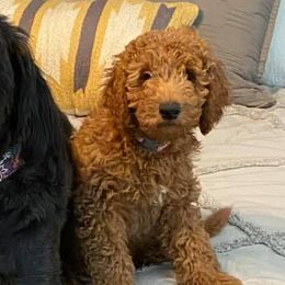 Goldendoodles and Labradoodles from Aqua Doodles