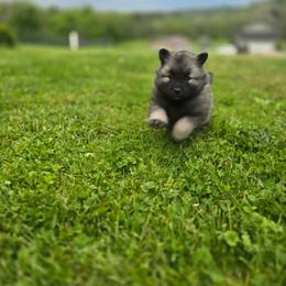 Quartz - Gray silver and black female Keeshond puppy in Logan, Ohio from Hocking Hills Keeshonds
