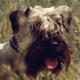 Cesky Terrier