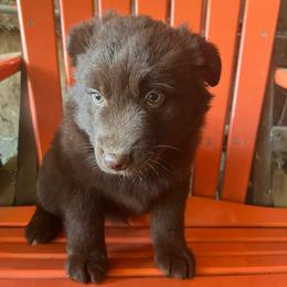 Brownie - Red & white male Australian Shepherd puppy in Whitwell, Tennessee from Owl Hollow Farm