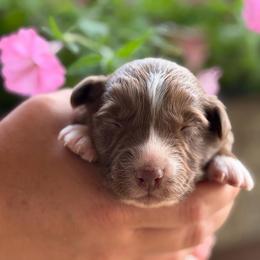 Girl 3 - Red & white female Australian Shepherd puppy in Hillsboro, Ohio from Sugar Grove Farms