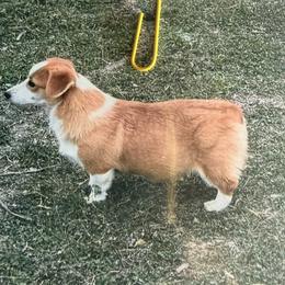 Dixie - Pembroke Welsh Corgi