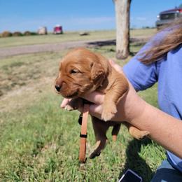 Orange boy - Golden male Golden Retriever puppy in Merino, Colorado from High Plains Goldens