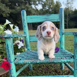 Emmie - Dapple female Dachshund puppy in New Albany, Mississippi from Double A. Doxies