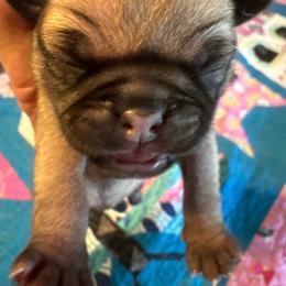 Snickers - Fawn female Pug puppy in Hanover, Virginia from Pure Pugs
