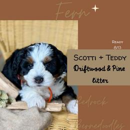 Fern - Tri-color female Bernedoodle puppy in Syracuse, Utah from Redrockbernedoodles