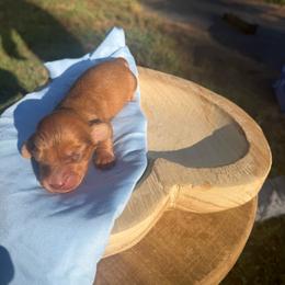 Mary - Red female Dachshund puppy in Bald Knob, Arkansas from Victoria’s Dachshunds