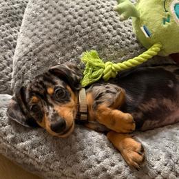 Male - Dapple male Dachshund puppy in Phelan, California from Elite Parson Russells