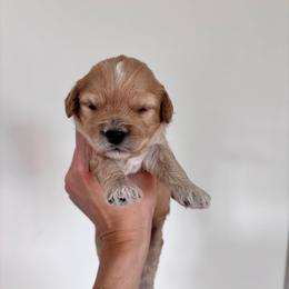 Apple - male Cavapoochon puppy in Morris, Pennsylvania from Heartland Puppies