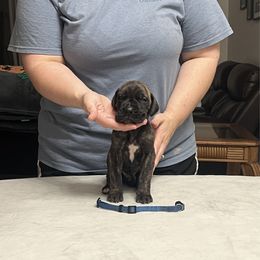 Blue Boy - Brindle male Great Dane puppy in Thomaston, Georgia from Strebor Great Danes