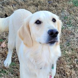 Doris - Golden Retriever