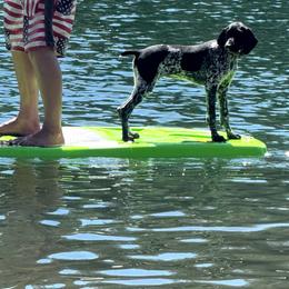 Sitka - Black roan female German Shorthaired Pointer puppy in Paso Robles, California from DragonPoint Gun Dogs