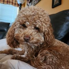 Willow - Double Doodle