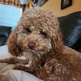 Willow - Double Doodle