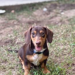Bourbon - Dachshund