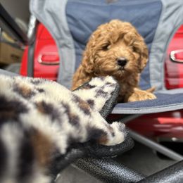 Boy 1 - Labradoodle puppy in Visalia, California from Junebug’s Labradoodles