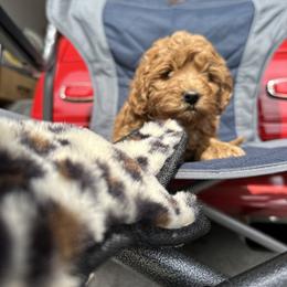 Boy 1 - Labradoodle puppy in Visalia, California from Junebug’s Labradoodles