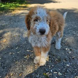 Pine - Yellow and white male Bernedoodle puppy in Pismo Beach, California from Beach Bernedoodles