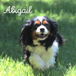 Abbi - Cavalier King Charles Spaniel