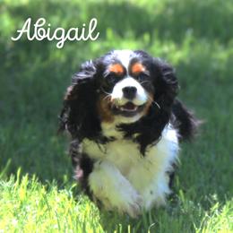Abbi - Cavalier King Charles Spaniel