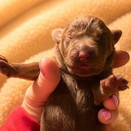 Magnolia - Chocolate female Dilute Retriever puppy in Baldwin City, Kansas from Hedge Lane Labradors