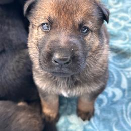 Orange - Sable female German Shepherd puppy in Winters, California from Vom Haefner German Shepherds