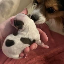 Papillon Puppies from Limited Run Papillons