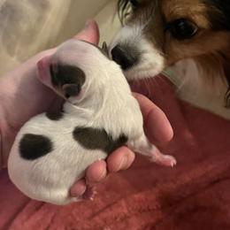 Papillon Puppies from Limited Run Papillons