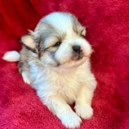 Bella - Chocolate parti female Pomeranian puppy in Green Cove Springs, Florida from Natasha's Ark of Joy