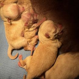 Pippin - Blue fawn female Chihuahua puppy in Seneca, Missouri from Stephanie’s Puppy Colony