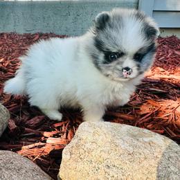 Armani - Blue merle male Pomeranian puppy in Waterloo, Indiana from Garcias Pomeranian