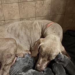 Gaia - Great Dane