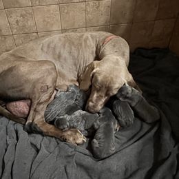 Gaia - Great Dane