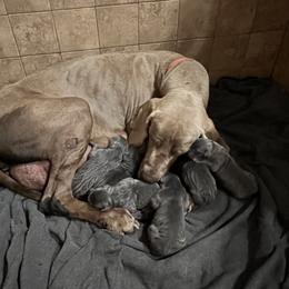 Gaia - Great Dane
