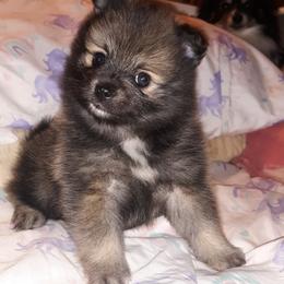 Pomeranian Puppies from Tonia's Pomeranians