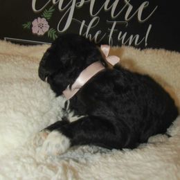 Goldendoodle and Poodle Puppies from David & Patricia Elliott