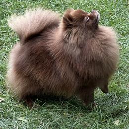 Sundae - Pomeranian