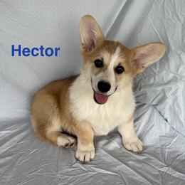 Hector - Red male Pembroke Welsh Corgi puppy in Creston, Iowa from GSF Pembroke Welsh Corgis