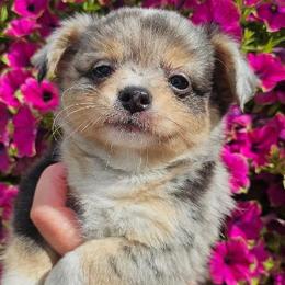 AKC Beau In Maine 3000.00 - Merle male Chihuahua puppy in Newport, Maine from Pinewood Acres Chihuahuas