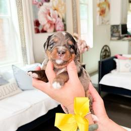 Lilly-Yellow - Merle female Bernedoodle puppy in Ontario, California from Teddy Doodles & Standard Poodles