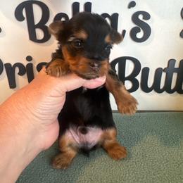 Echo - Black and tan male Yorkshire Terrier puppy in Clermont, Florida from Bella's Prissy Butts