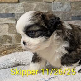 Skipper - Sable and white female Shih Tzu puppy in Clyde, North Carolina from Shawgo Pups