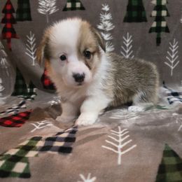 No Collar Female - Red female Pembroke Welsh Corgi puppy in Tenino, Washington from LoneStar Corgis NW
