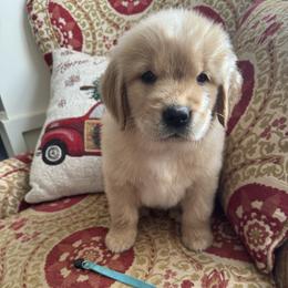 Girl 1 - Golden female Golden Retriever puppy in Salisbury, North Carolina from Golden Paws of Purpose