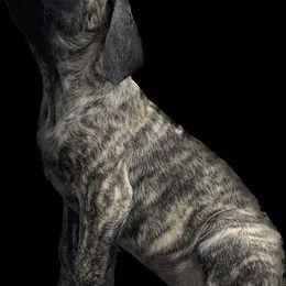 Mastiff Puppies from Eagle Pond Mastiffs