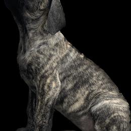 Mastiff Puppies from Eagle Pond Mastiffs