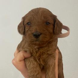 Lola - Red female Cavapoo puppy in Pasco, Washington from Beth's Cavapoos