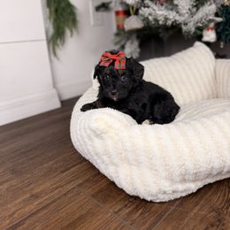 Bell - Black tri-color female Aussiedoodle puppy in Sweetwater, Florida from Sandy Snout Doodles